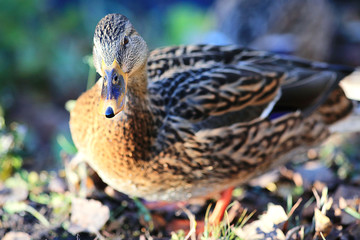 water ducks wild nature animal