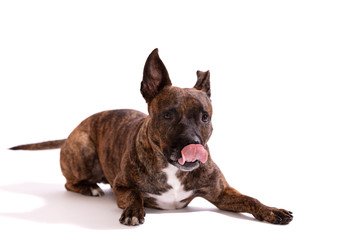 Adorable tiger dog isolated on white background