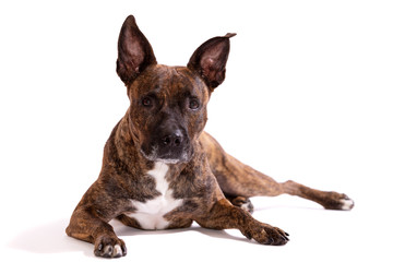 Adorable tiger dog isolated on white background