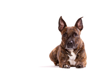 Adorable tiger dog isolated on white background