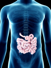 3d rendered medically accurate illustration of a mans small intestine