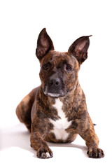 Adorable tiger dog isolated on white background