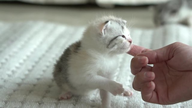 Asian woman playing with her tabby cat,slow motion 