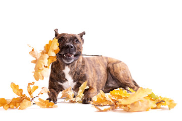 Adorable tiger dog isolated on white background