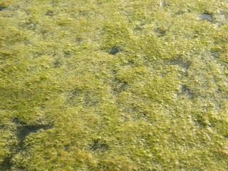 Green algae growing on the water's surface
