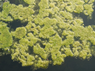 Green algae growing on the water's surface