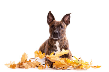 Adorable tiger dog isolated on white background