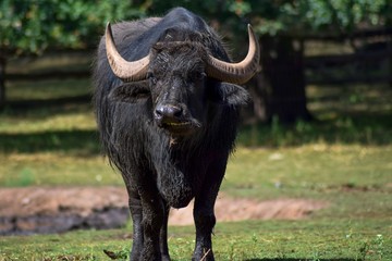 Bubalus arnee f. Bubalis, also known as kerbau or inappropriately called water buffalo, is the...