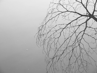 tree with reflection in water