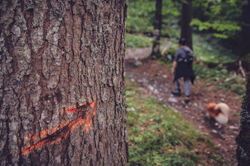 indication of a path in the woods