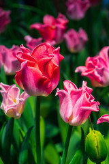 Pink tulip with sunlight and tulip garden background