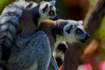 Lemur catta looking away.