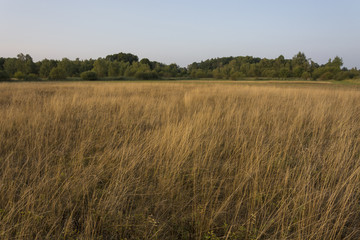Landscape with enlightened dry grass that has a golden color.