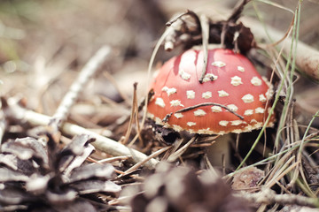 Amanita muscaria, also known as flyswatter or fake pigeon