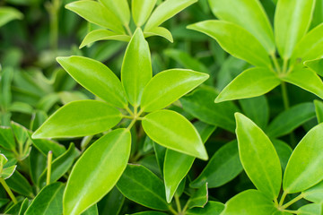 fresh Green Leaves with Six Pointed