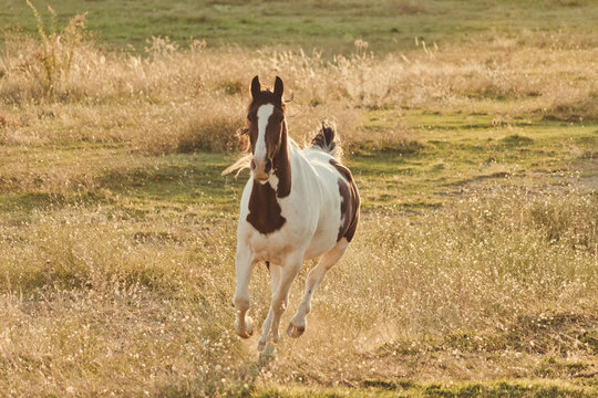 horse running sunrise