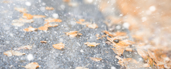 Background autumn park in the first snow