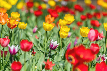 Colorful Tulips Flowers Blooming in a Park close up.