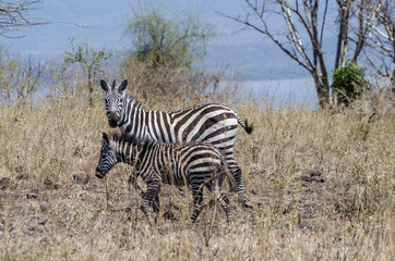 Fototapeta na wymiar Zebra mother and foal