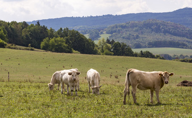 Naklejka na ściany i meble Grazing cows on the meadow. Breeding of white cows and calves. Sources of greenhouse gases.