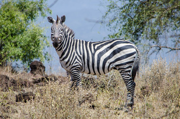 Fototapeta na wymiar Lone zebra overlooking savanna