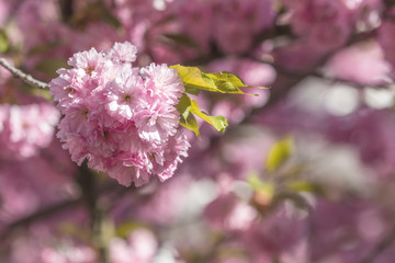 Close up of Pink Blossom Cherry Tree Branch, Sakura, during Spring Season