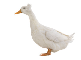 white duck isolated