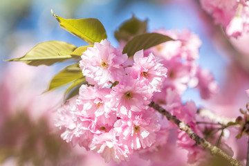 Close up of Pink Blossom Cherry Tree Branch, Sakura, during Spring Season