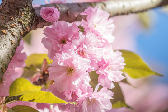 Close up of Pink Blossom Cherry Tree Branch, Sakura, during Spring Season