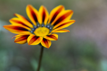 Close-up of a yellow flower 