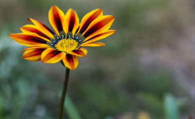 Close-up of a yellow flower 