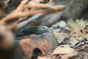 Blue lizard, reptile sits on a rock, in shelter, hunt, outdoors, in the air, in autumn, close-up, side view
