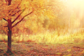 Naklejka na ściany i meble landscape autumn rays of the sun / beautiful landscape nature of Indian summer, yellow forest and sun