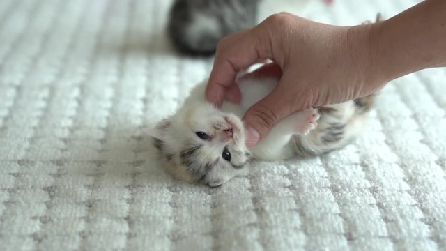 Asian woman playing with her tabby cat,slow motion 
