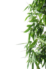 green bamboo leaf , green tropical foliage texture isolated on white background of file with Clipping Path .
