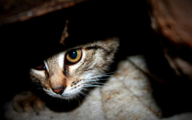 cat