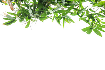 green bamboo leaf , green tropical foliage texture isolated on white background of file with Clipping Path .