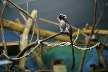 Oedipus tamarin, monkey, primacy sits on a branch indoors, in captivity, in a zoo, looks up