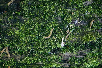 Fototapeta premium Green moss growing on the tree trunk. Natural wood photo. Forest in summer.