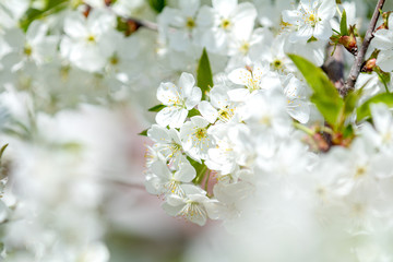 Obraz premium Spring background art with white cherry blossom