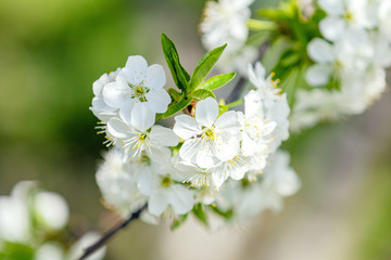 Spring background art with white cherry blossom