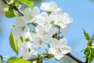 Spring background art with white cherry blossom