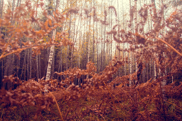 Obraz premium Nordic October II