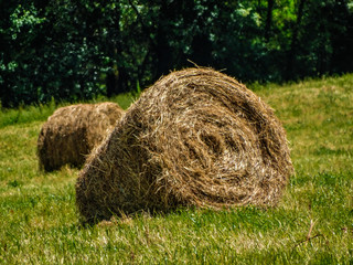 Straw roll with sunlight on green grass with green vegetation background