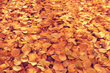 fallen leaves background / autumn background yellow leaves fallen from a tree