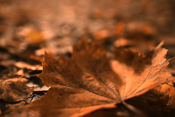 fallen leaves background / autumn background yellow leaves fallen from a tree