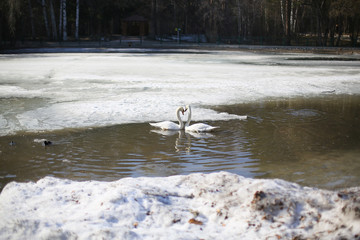 Two swans with each other, together, love, swim on a frozen lake, in the winter outdoors, in a zoo, dirty lake and snow, pollution of the environment