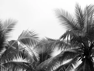 Papier Peint photo autocollant Palmier belle feuille de palmiers sur fond blanc