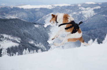 happy fox terrier playing in fresh snow on a beautiful winter day
