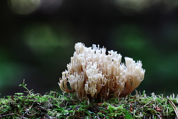 coral mushroom / macro mushroom beautiful nature photo forest